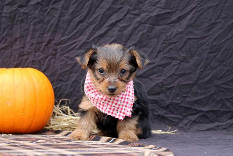 B fashion poo puppies